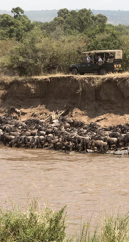 Safari vehicle overlooking a dramatic wildebeest river crossing during the Great Migration in the Serengeti