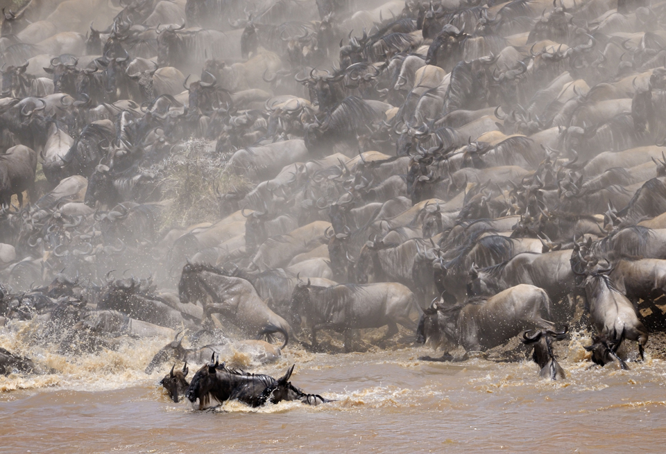 Great Migration crossing