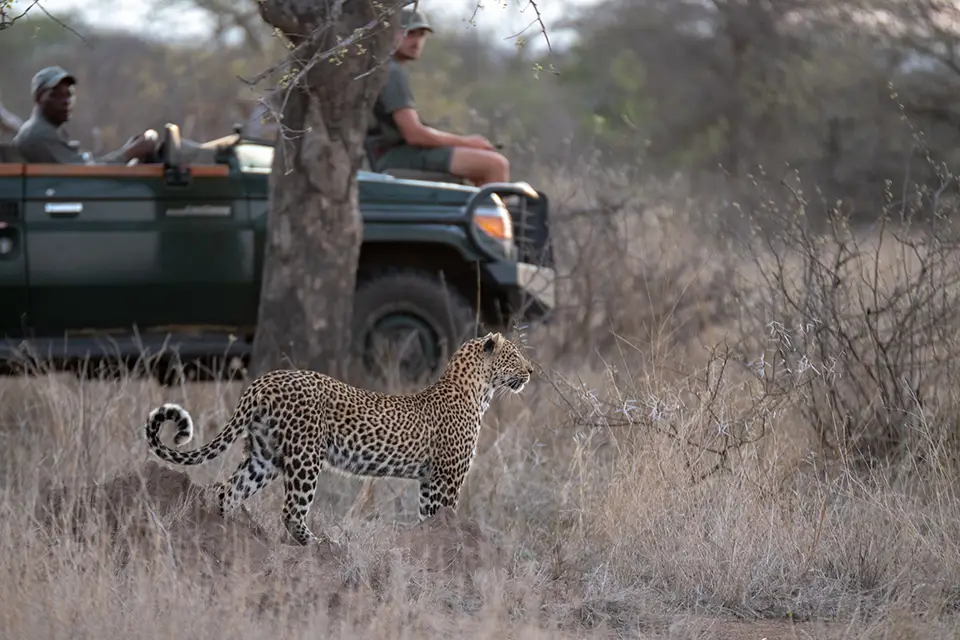 Leopard Greater Kruger