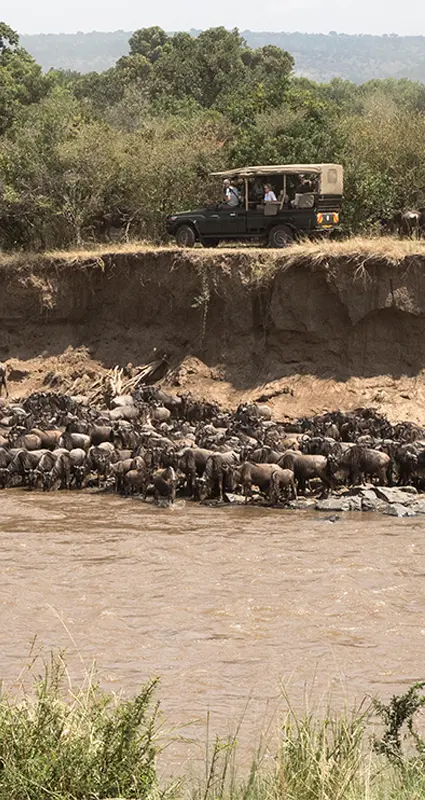 Great Migration with safari vehicle