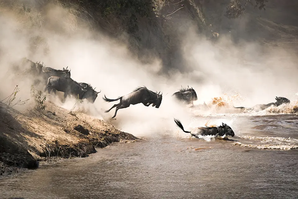 Dramatic great migration river crossing