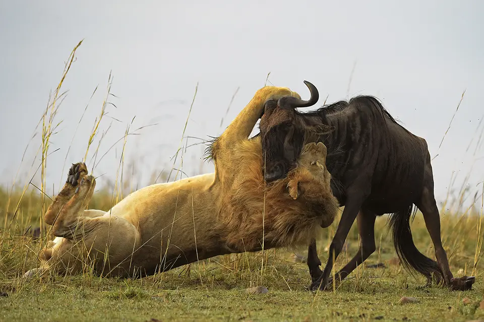Lion hunting wildebeest in the great migration