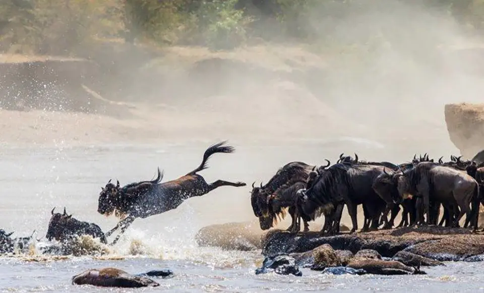 Great Migration river crossing