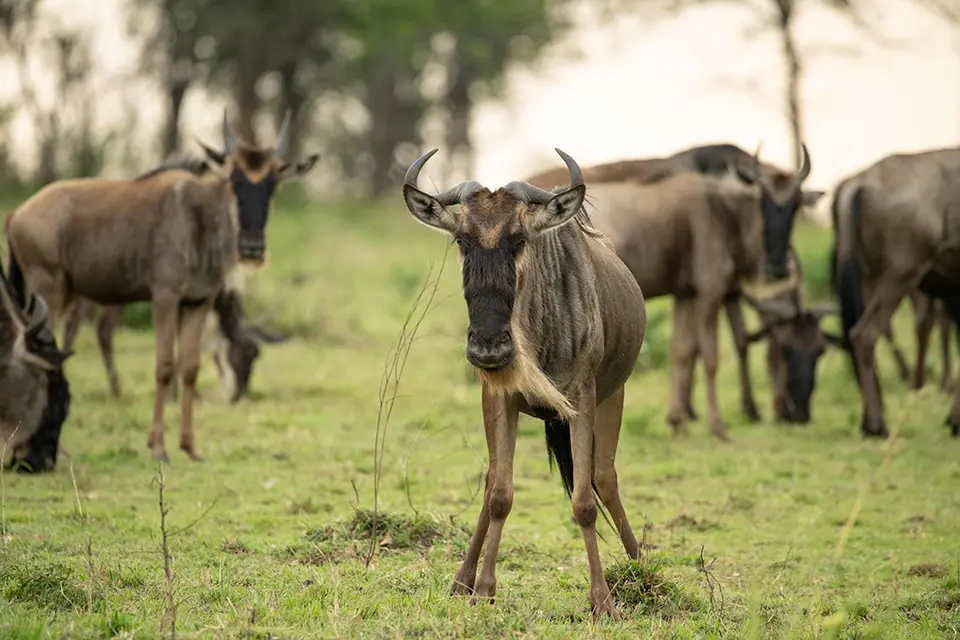 Wildebeest calf during the great migration