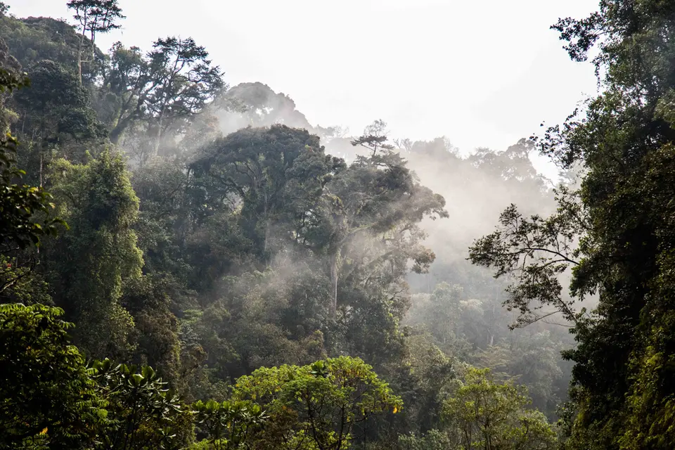 Nyungwe National Park