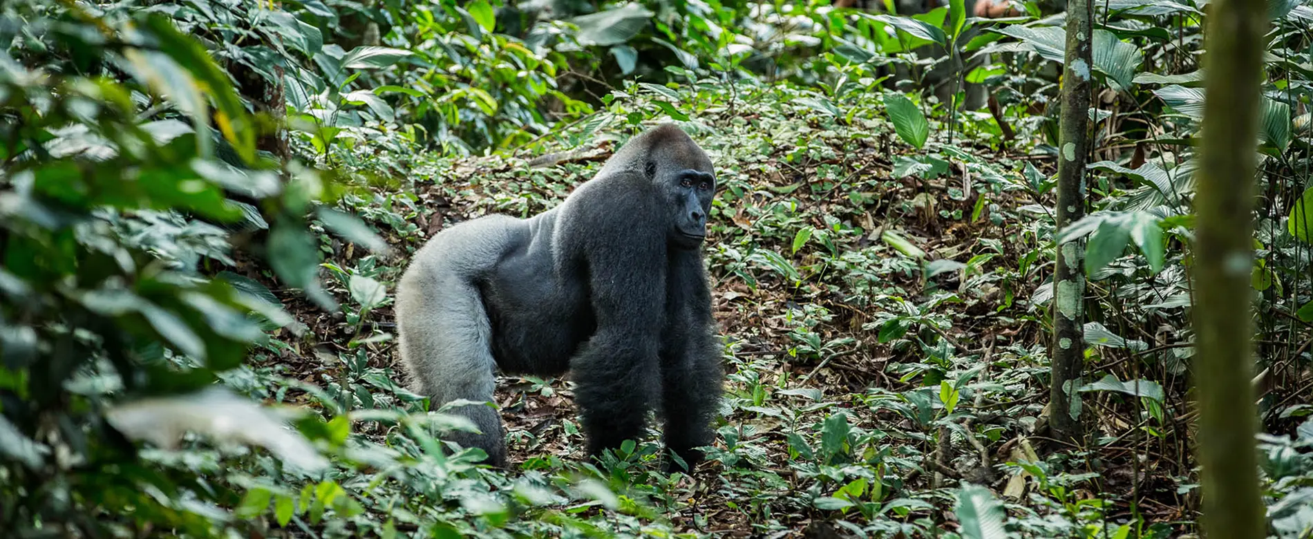 Gorilla trekking
