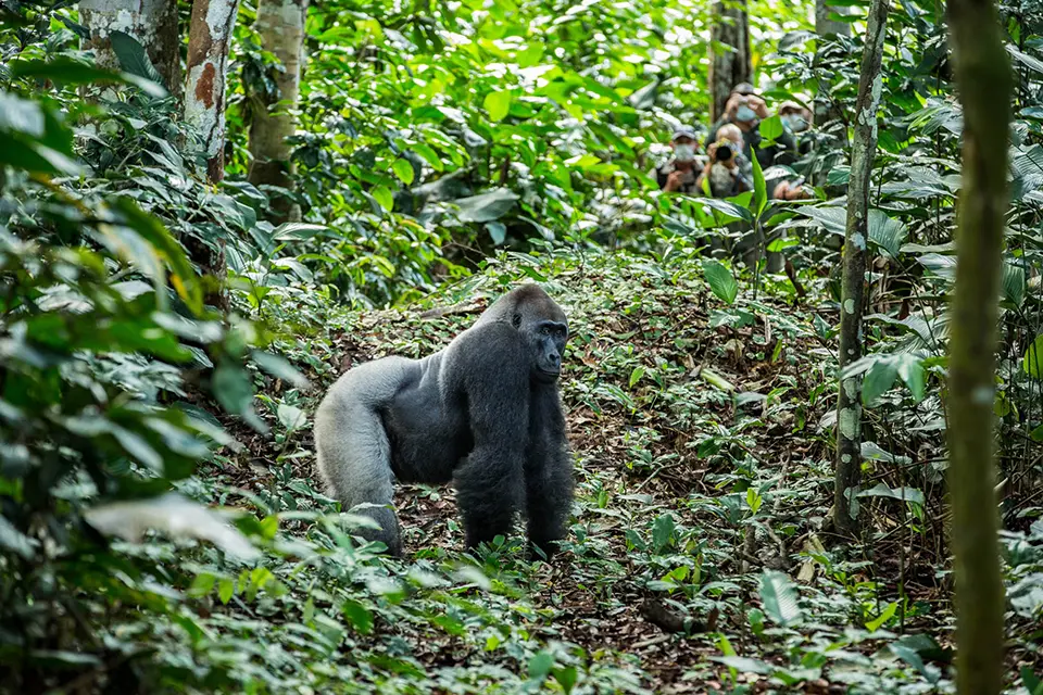 Lowland gorilla trekking in Odzala-Kokoua NP