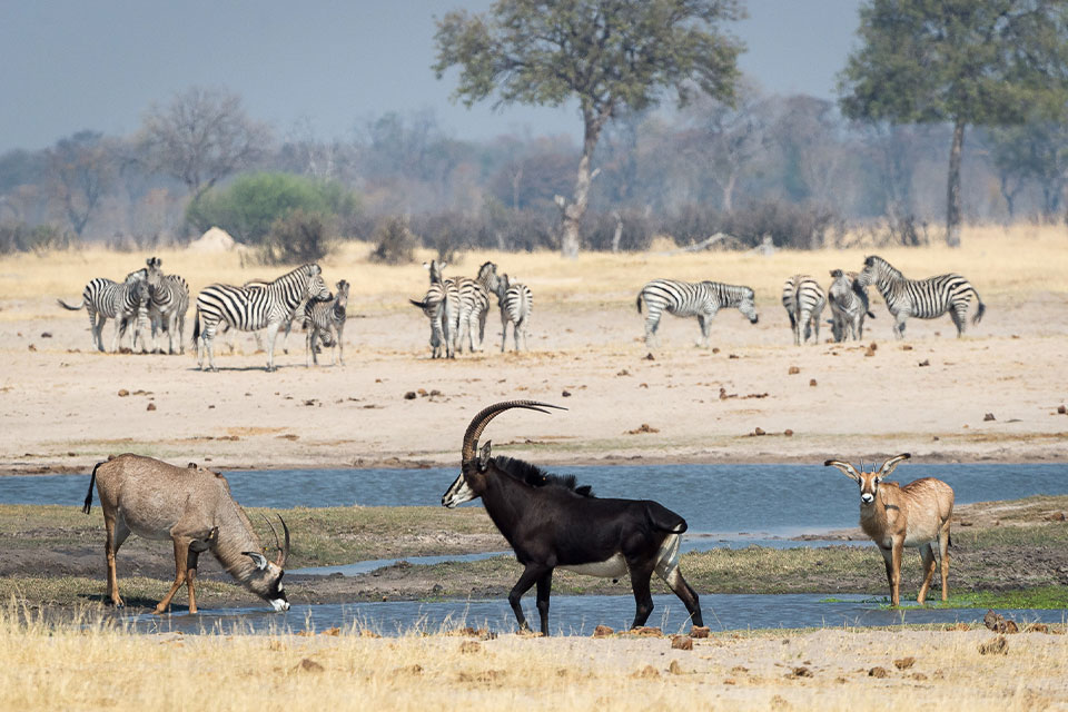 Hwange National Park