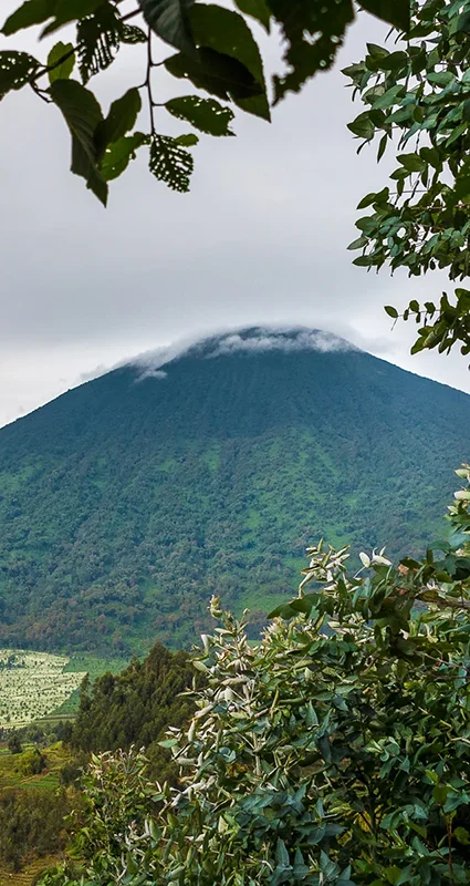 Cloud-covered volcanic mountain framed by lush forest near Bisate in Rwanda