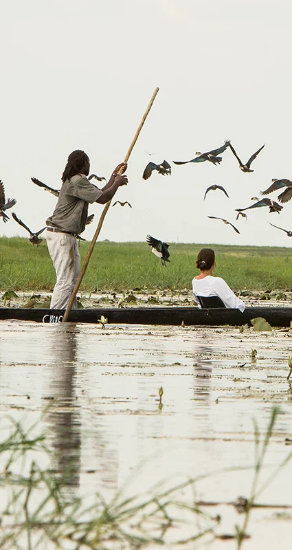 A guide poles a mokoro canoe through a wetland as a passenger sits in front and a flock of birds flies around them