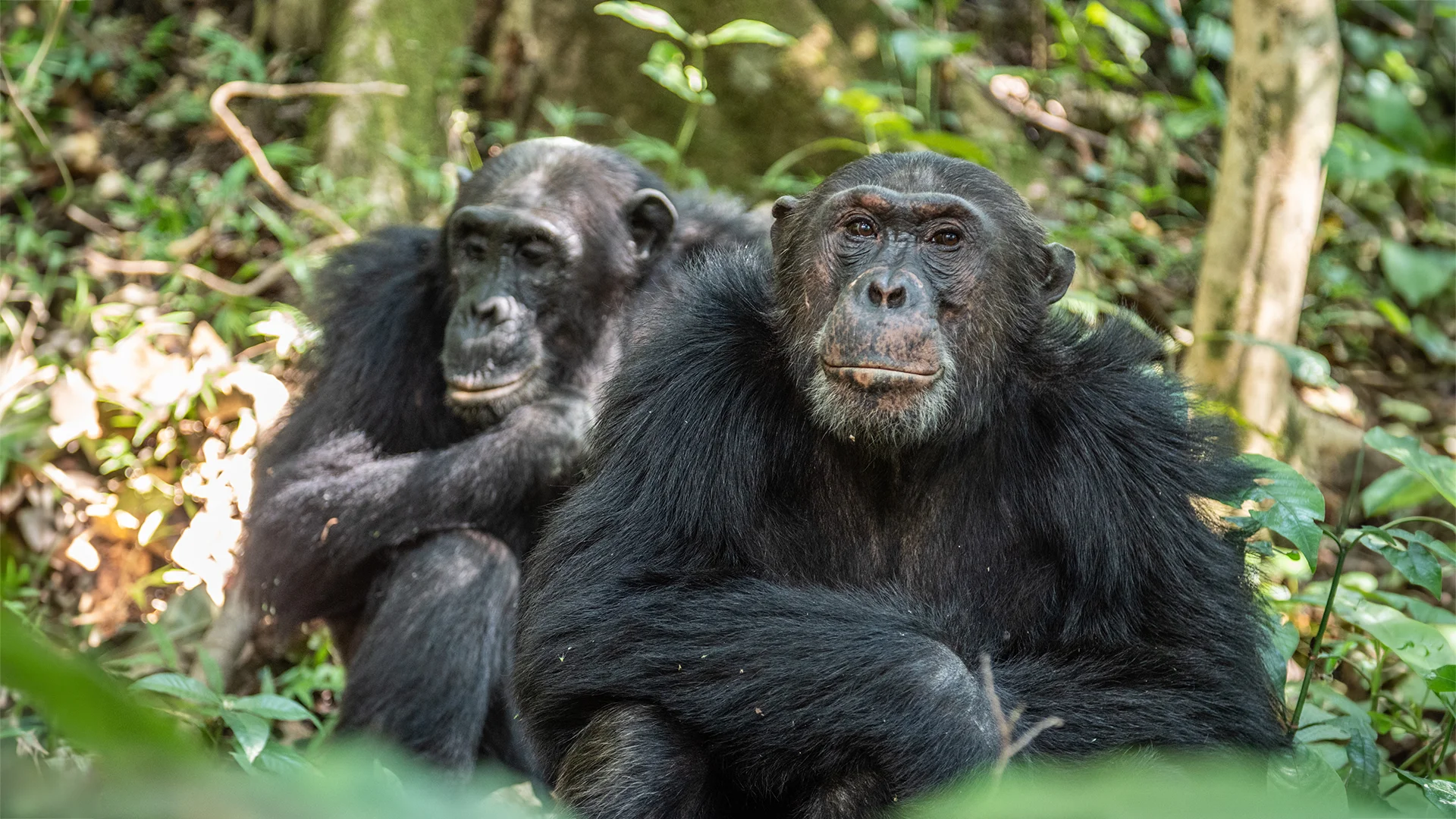 Two chimpanzees sit side by side on the forest floor in Mahale Mountains National Park, Tanzania, surrounded by lush green vegetation