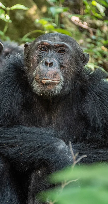 Two chimpanzees sit side by side on the forest floor in Mahale Mountains National Park, Tanzania, surrounded by lush green vegetation