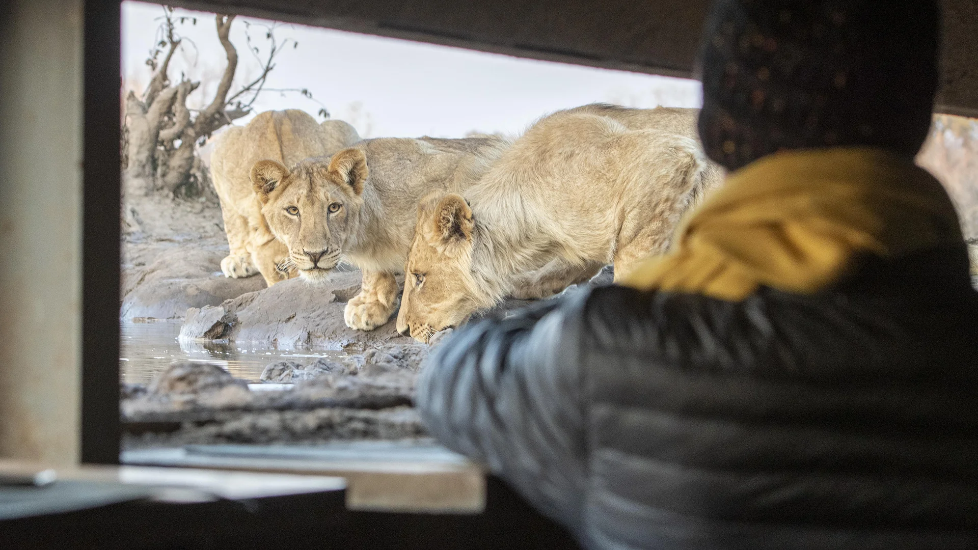 Safari guest watches lions from a photographic hide at a waterhole, highlighting the intimate wildlife viewing opportunities available on a first Big 5 safari