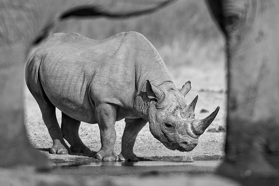 Black rhino drinking at a waterhole, framed between the legs of an elephant in the foreground