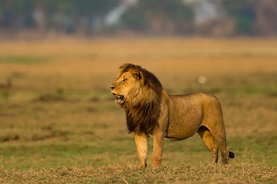 Kafue National Park