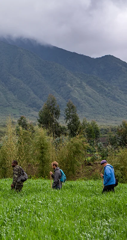 Guests trekking through farmland near the forested slopes of Volcanoes National Park, Rwanda, during a golden monkey trek