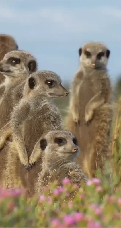 Group of meerkats standing alert among pink wildflowers in the Karoo, South Africa