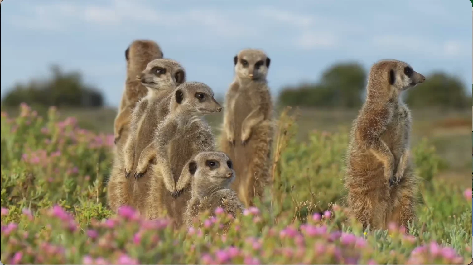 Group of meerkats standing alert among pink wildflowers in the Karoo, South Africa