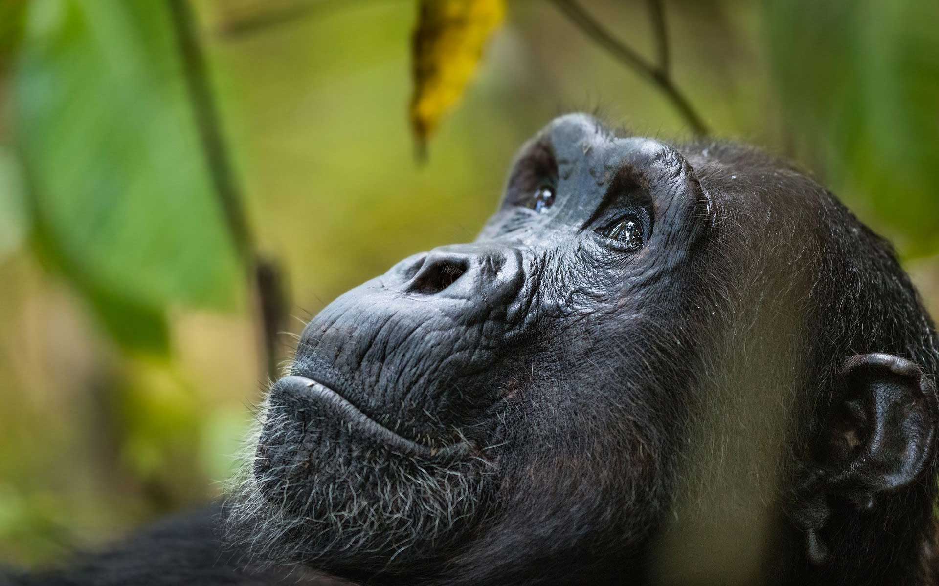 Remote Tanzania: Katavi & Mahale
