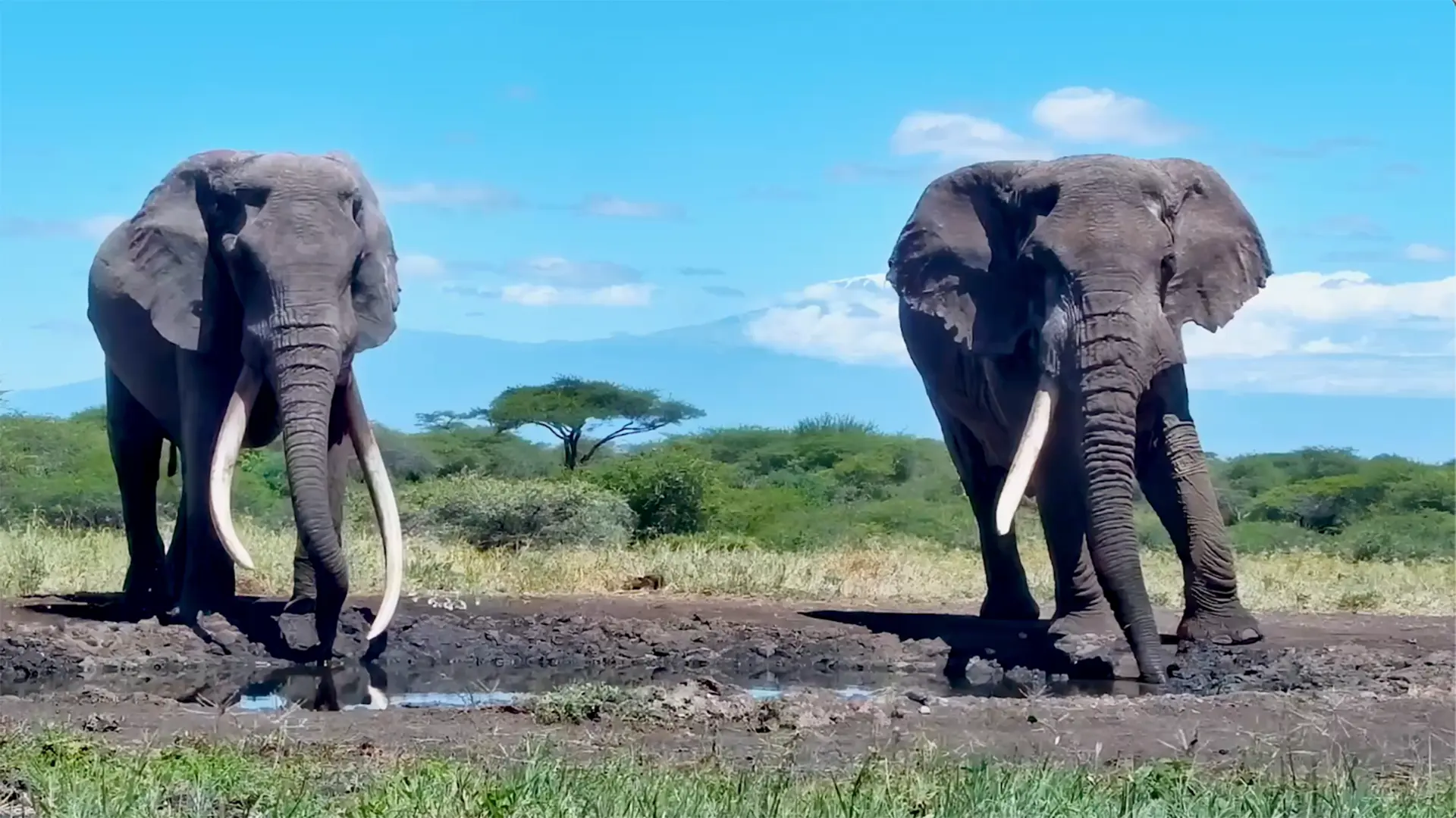 Where can I see tuskers?