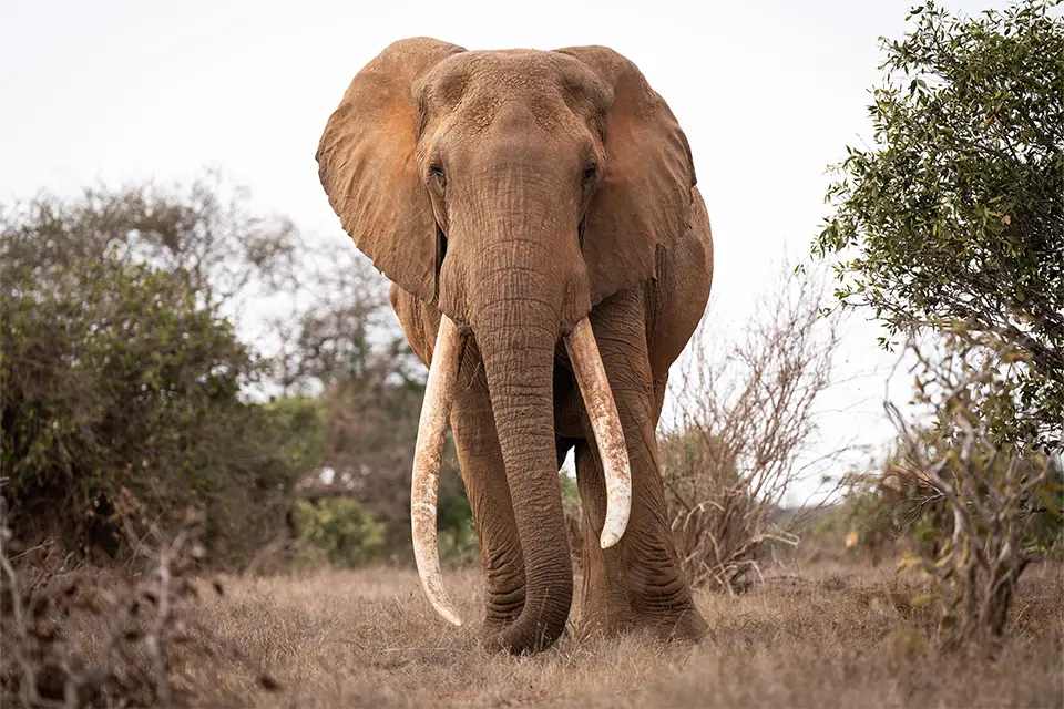 Kenyas Super Tuskers