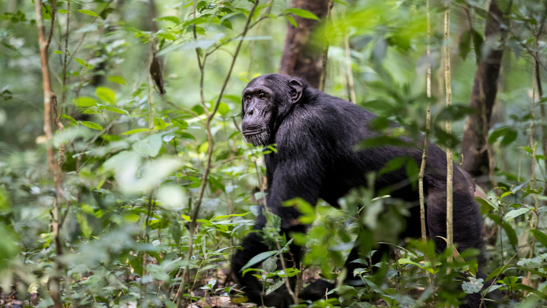 Kibale National Park