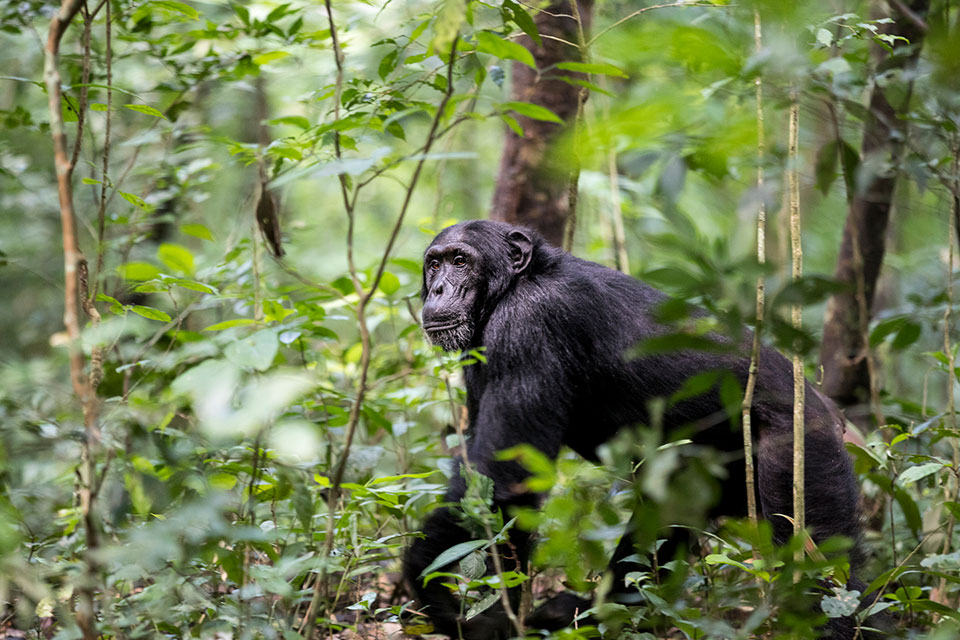 Kibale National Park