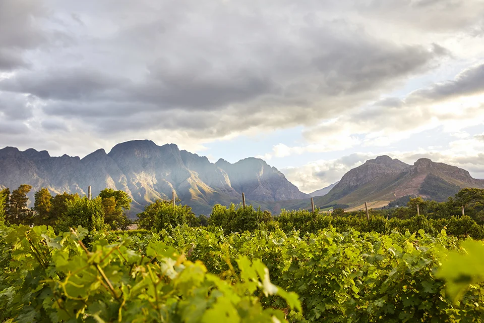 Cape Winelands