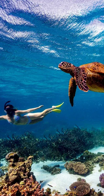 Lady diving with a turtle