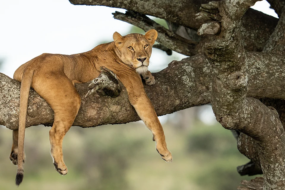 Lake Manyara National Park
