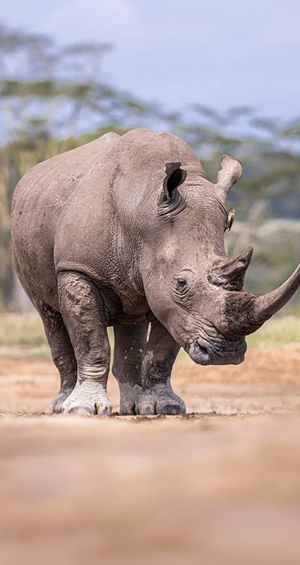 White rhino at Lake Nakuru