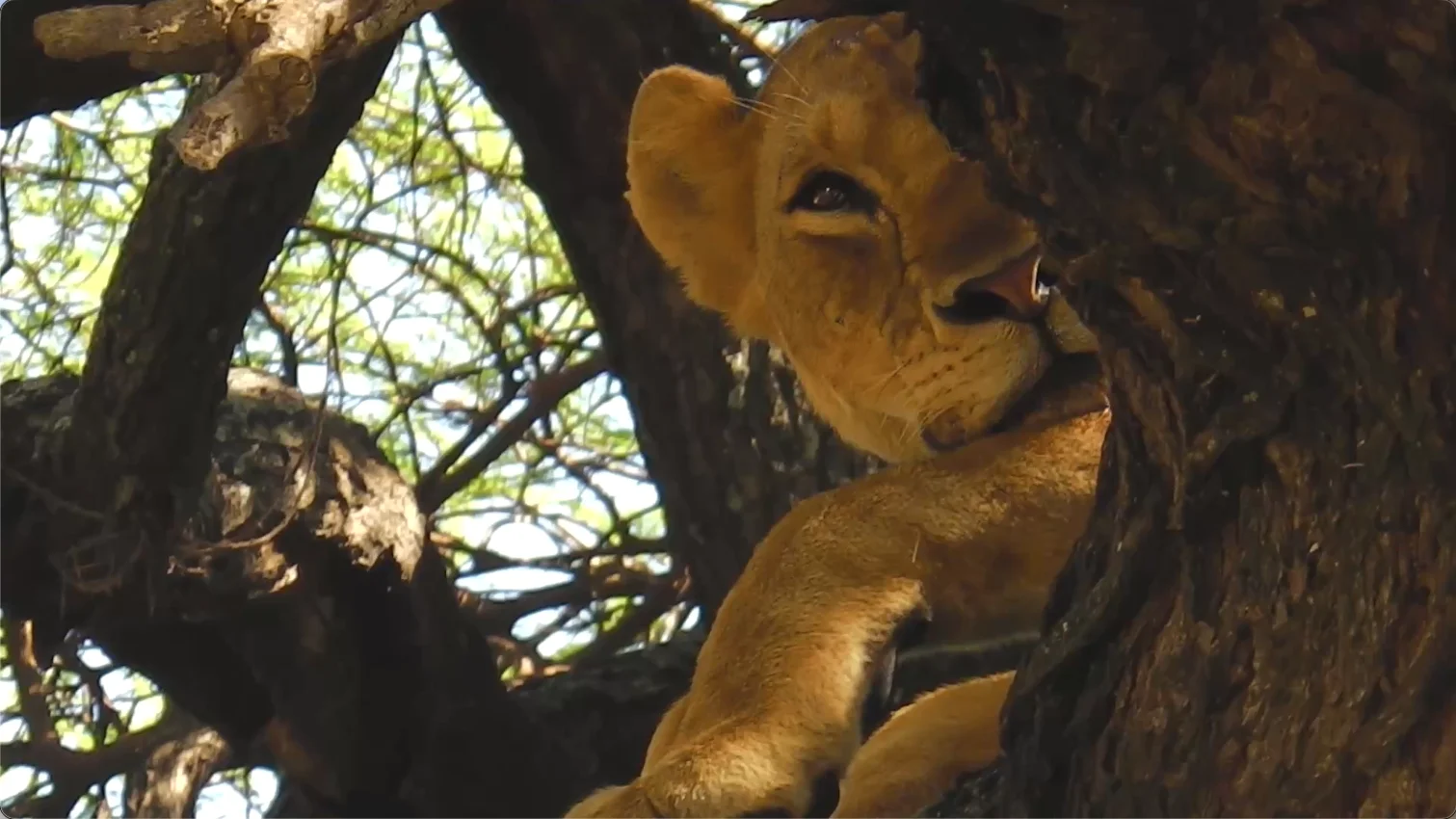 Lioness perched among the branches of a tree in Lake Manyara National Park, Tanzania