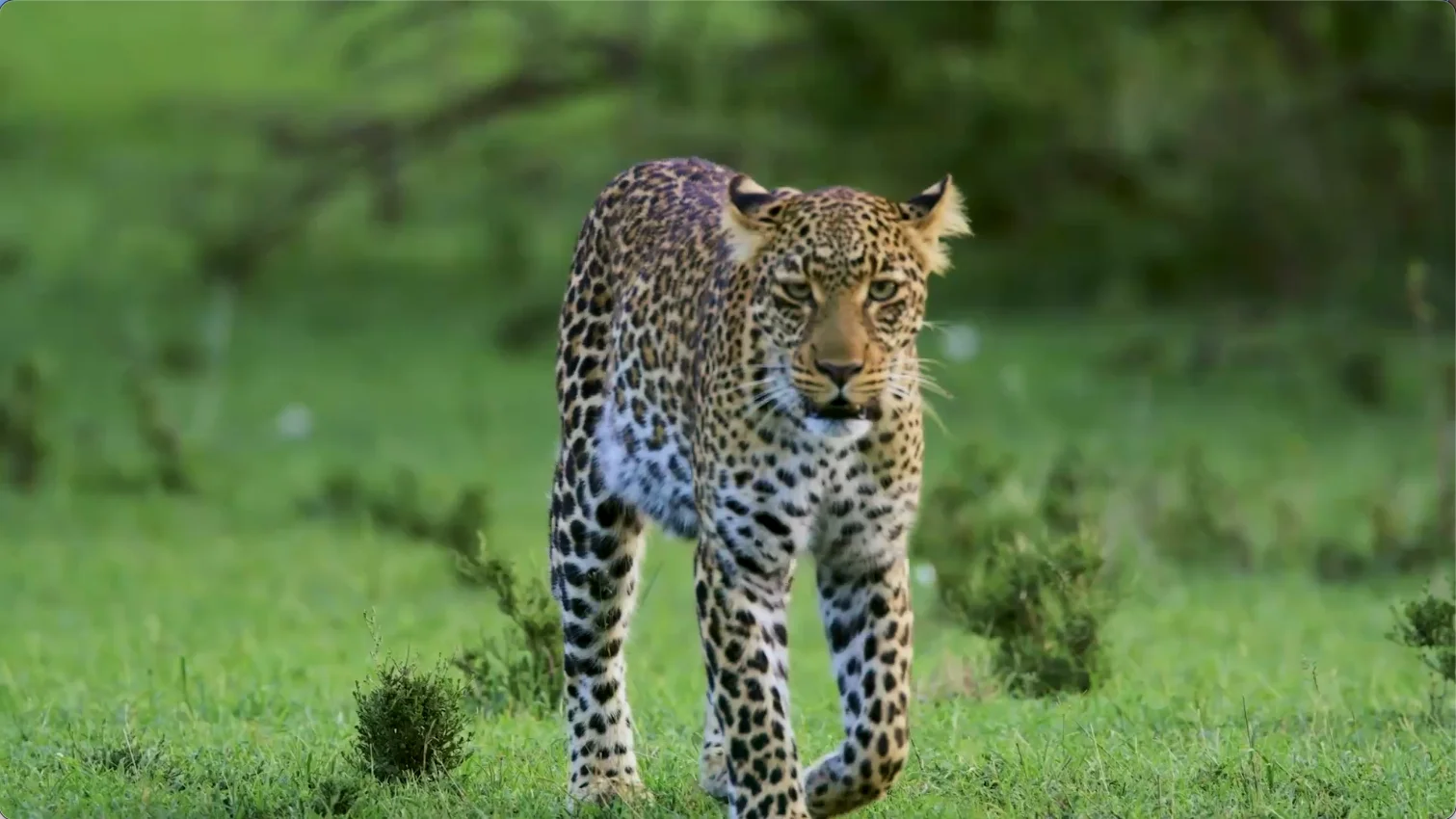 Leopard seen in Phinda Game Reserve