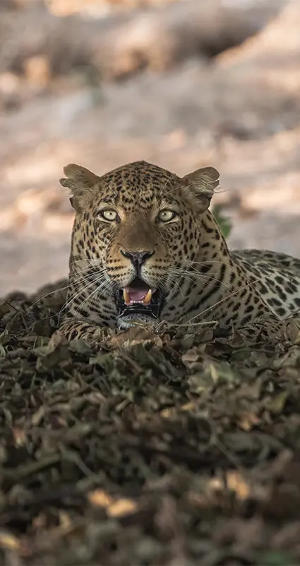 South Luangwa safari