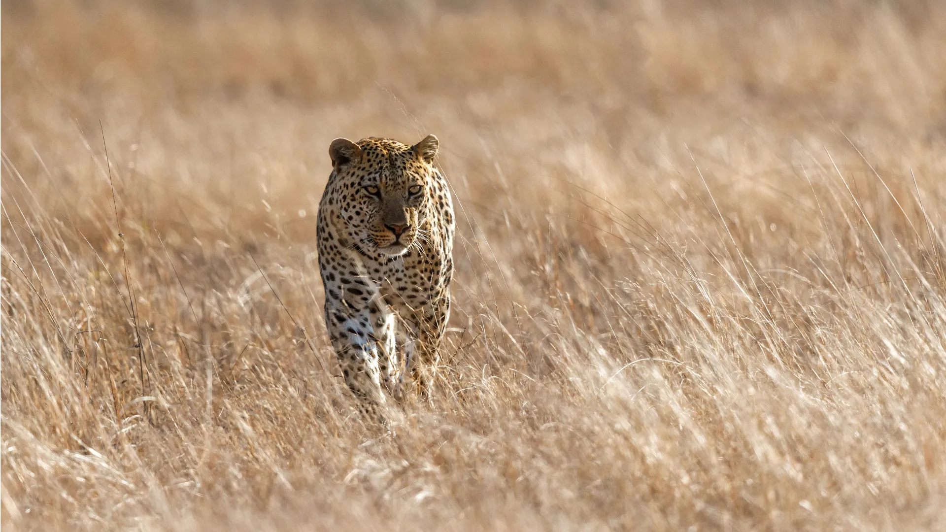 Kruger, Cape Town & Winelands