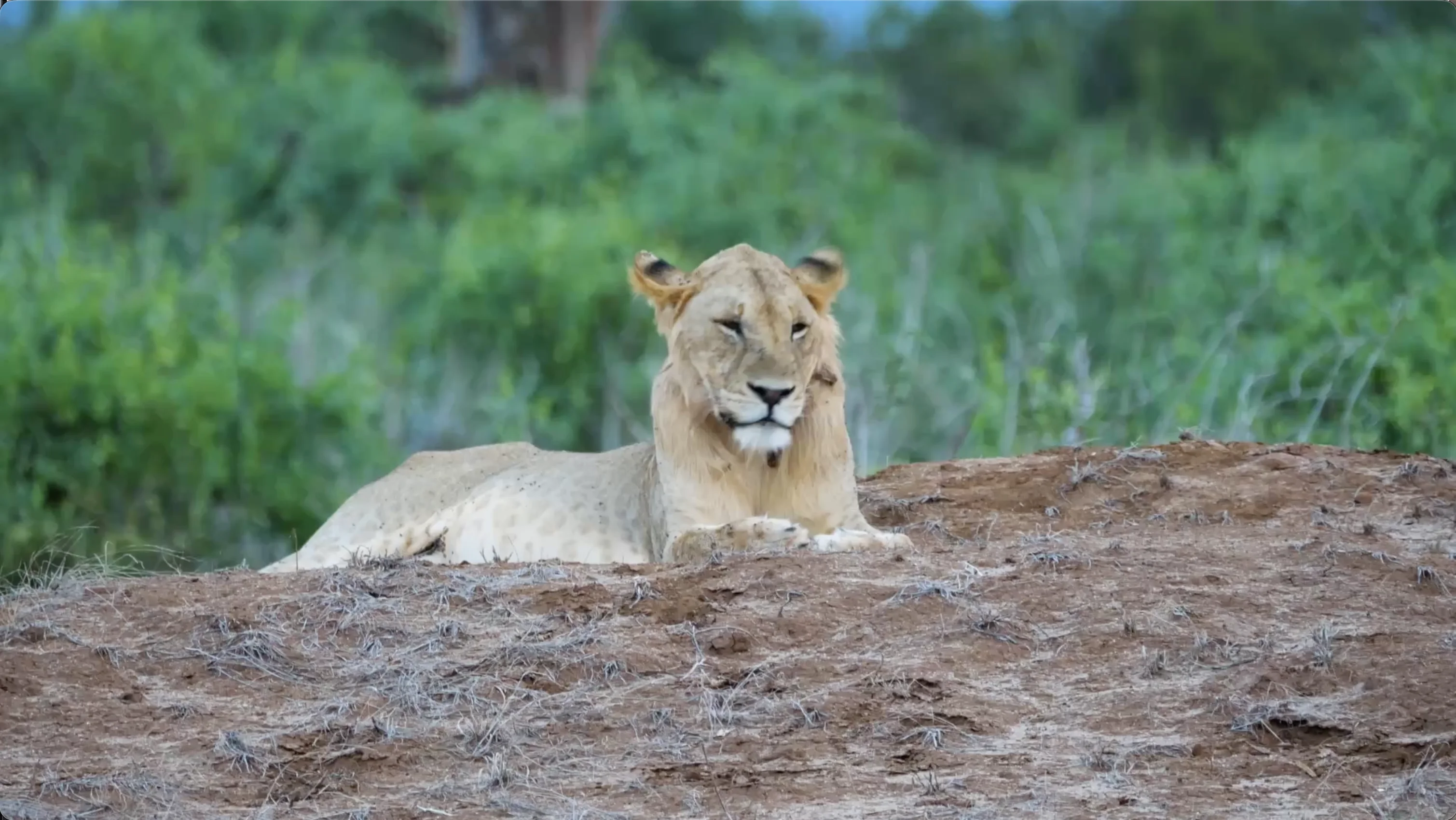 Lion on a rock in Chyulu Hills Kenya