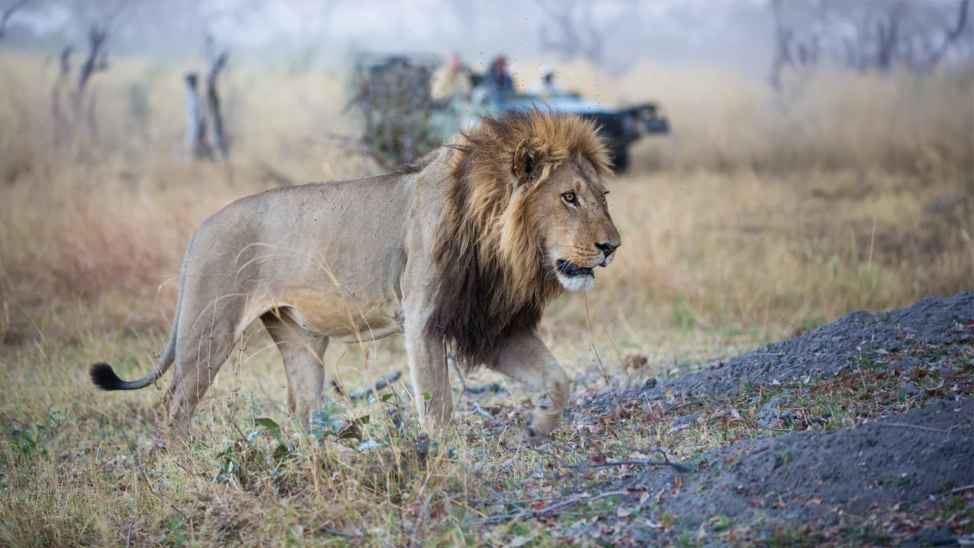 Male lion walking across the Linyanti landscape as a safari vehicle observes from a distance
