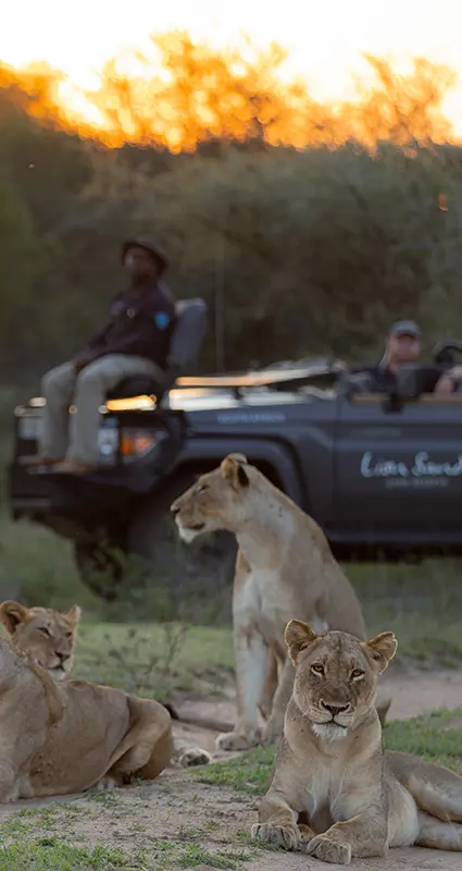 Greater Kruger safari