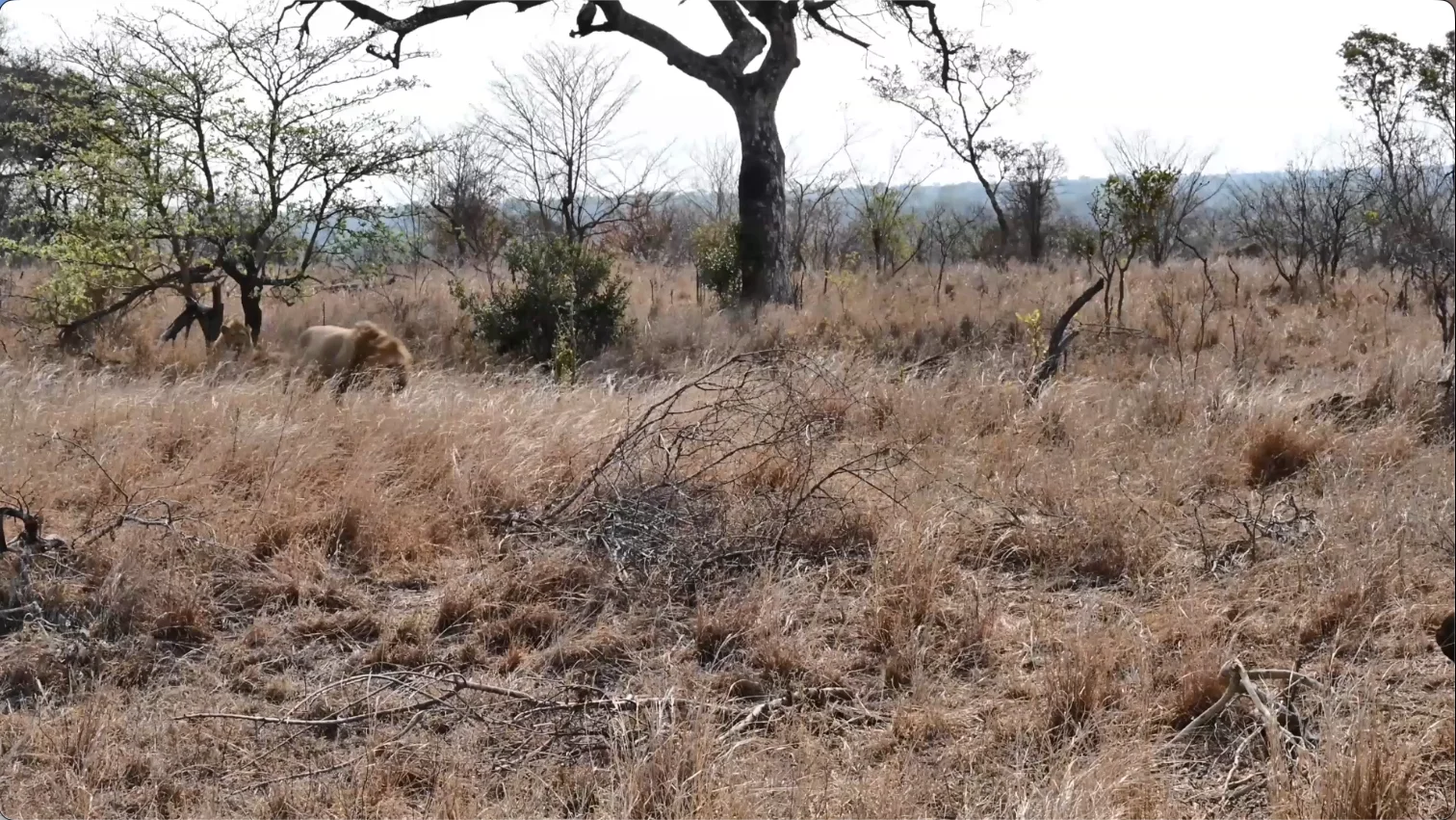 Lion moving through dry grassland in Pilanesberg National Park, South Africa