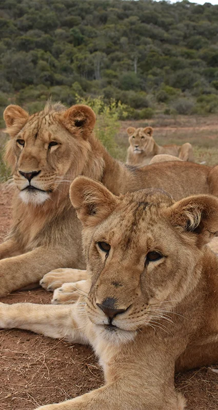 Lions at Shamwari Game Reserve