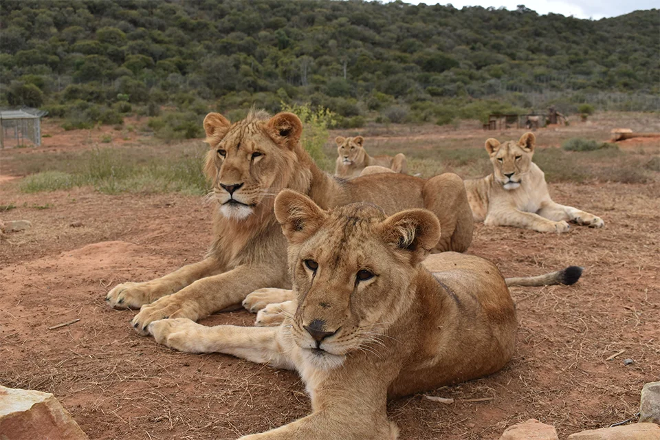 Shamwari Private Game Reserve