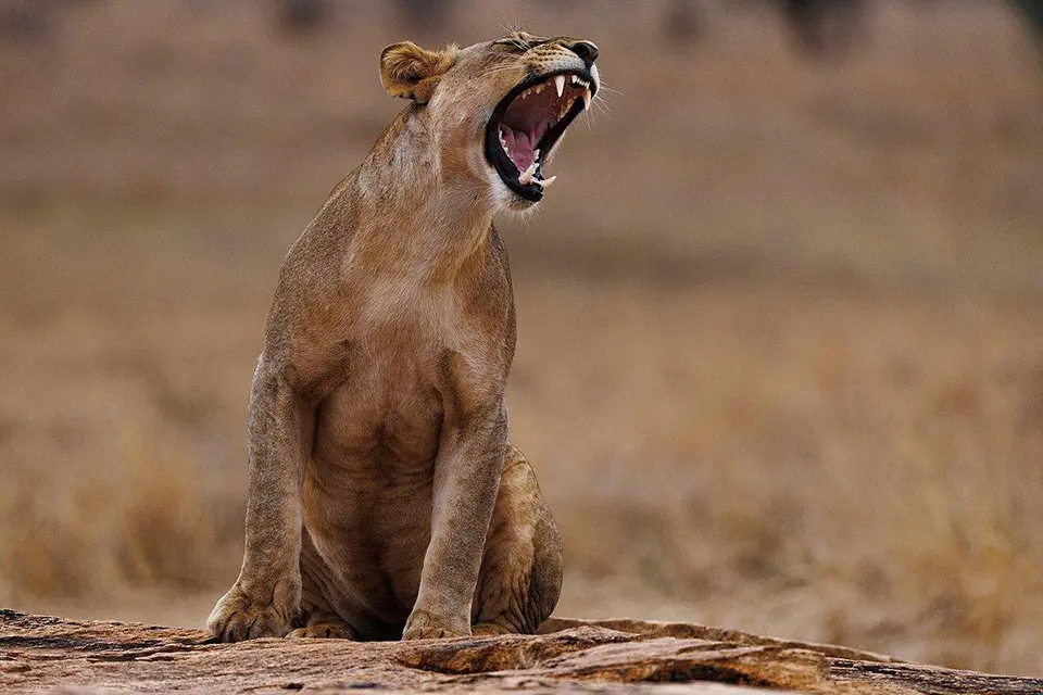 African safari safety