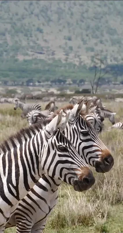 Zebras graze across the grasslands of Loliondo alongside a giraffe, with green hills rising in the background