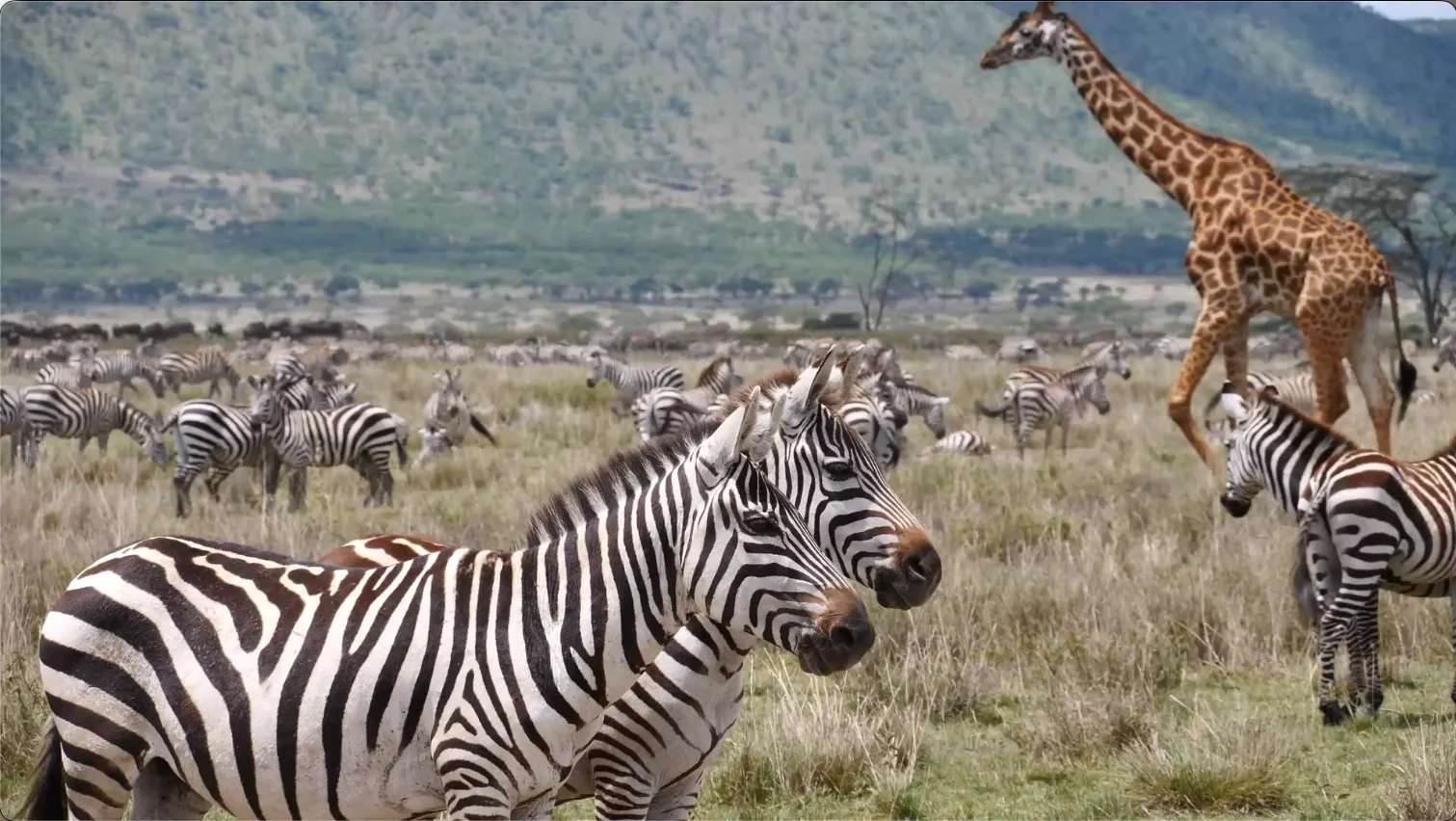 Zebras graze across the grasslands of Loliondo alongside a giraffe, with green hills rising in the background