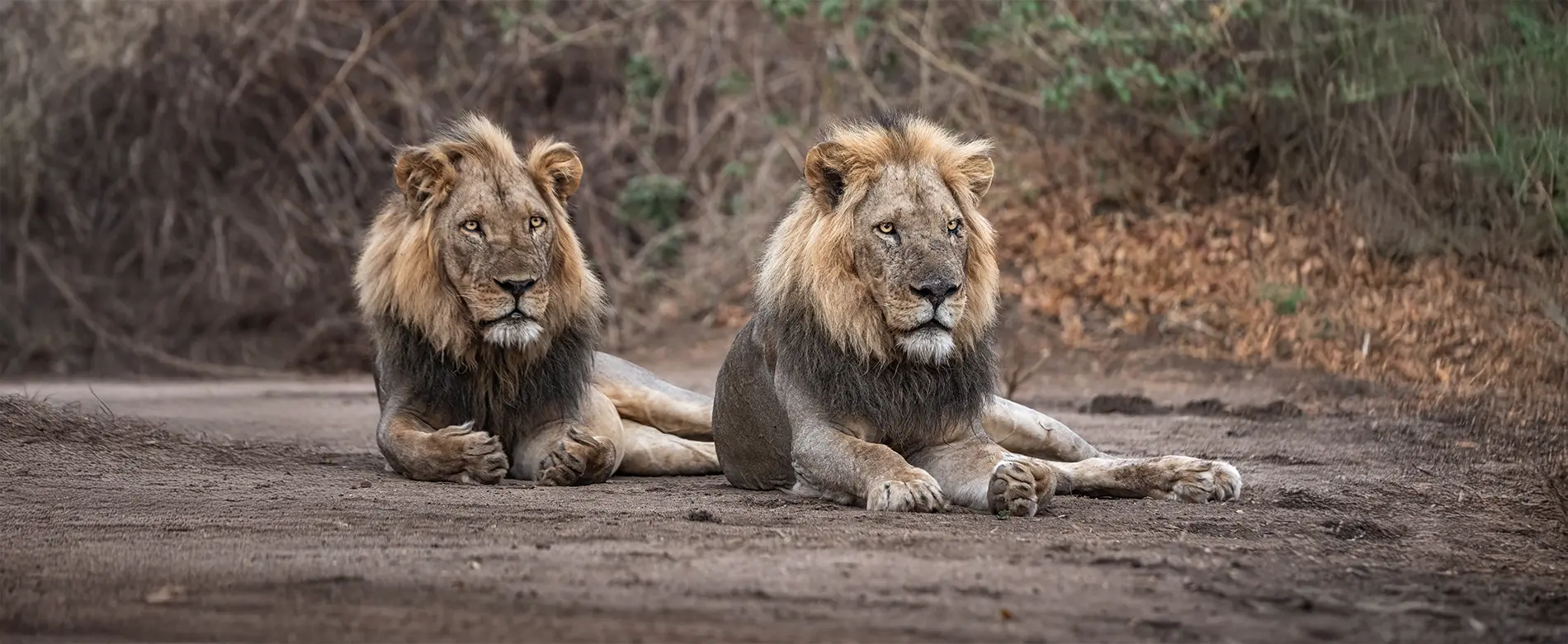 Luxury Zambia safari
