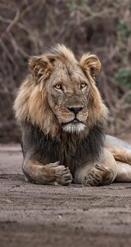 Lower Zambezi safari