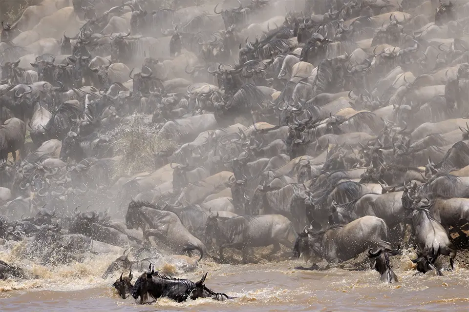 Great Migration safari