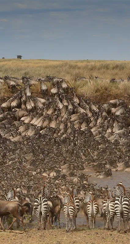 Luxury Kenya safari package