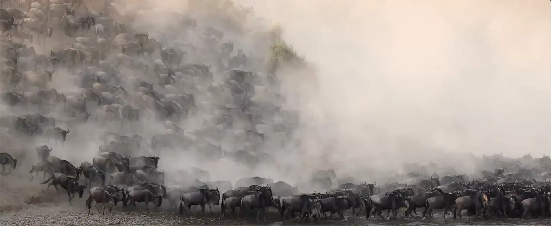 Great Migration video