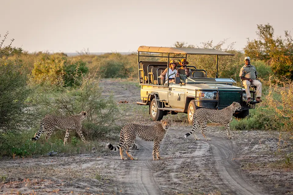 cheetahs on honeymoon safari